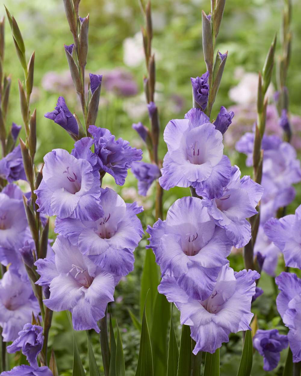 Gladiolus 'Milka®'